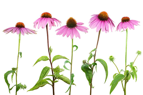 purple jeżówka (echinacea purpurea) na białym tle - coneflower zdjęcia i obrazy z banku zdjęć