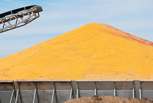 istock Surplus harvested corn in midwest USA 171378809