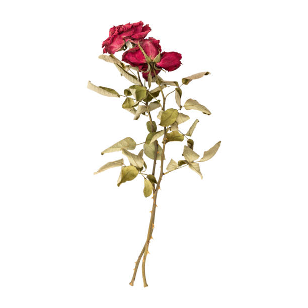 istock Close up a beautiful dry dead rose flower stem 1713789694