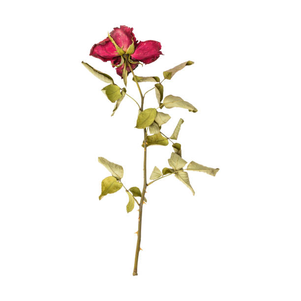 istock Close up a beautiful dry dead rose flower stem 1713789711