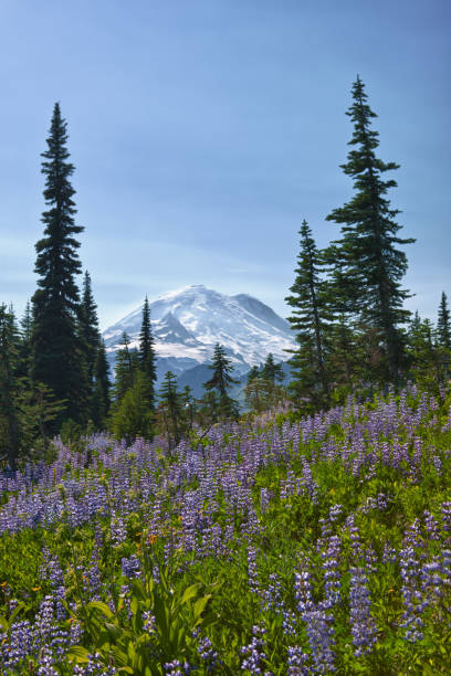 istock Mount Rainier from Naches Peak Trail 171378977