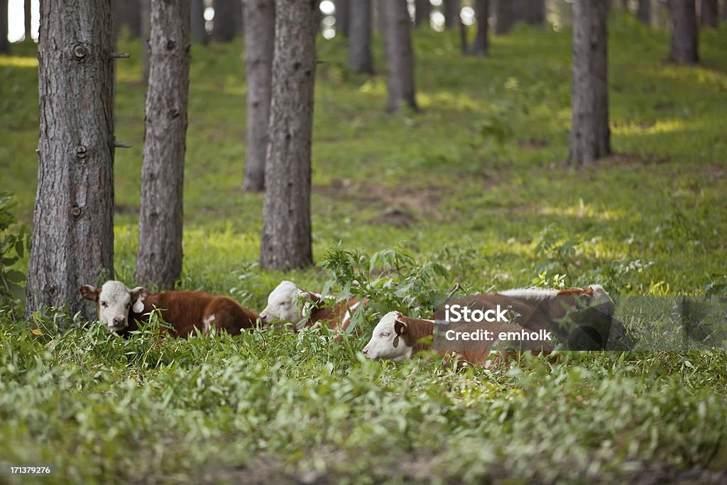 Hereford panturrilhas descanso - Foto de stock de Animal royalty-free