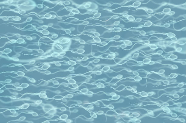 Sperms Sperm Swimming to blue background sperm stock pictures, royalty-free photos & images