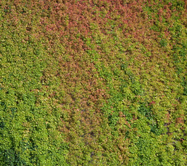 istock Climbing Plants In Autumn Colors 1713796076