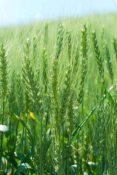 Green Wheat stock photo