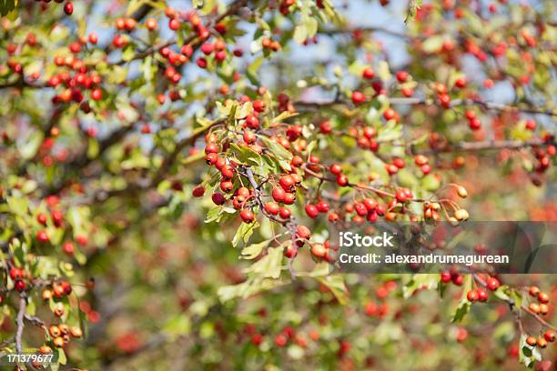 Hawthorn Común Foto de stock y más banco de imágenes de Aire libre - Aire libre, Asistencia sanitaria y medicina, Belleza