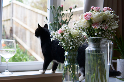 A young black and white cat is looking out the window with flowers.