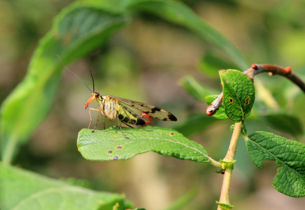 scorpionfly resting on a leaf. Bug close-up with nice bokeh background. Mecoptera nature macro photography.
