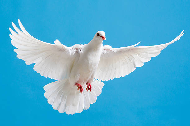 istock White dove with outstretched wings on blue sky 171379907