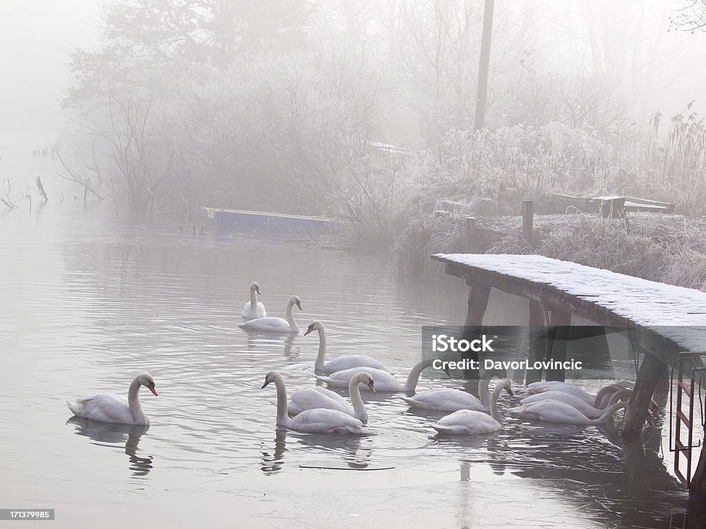 Зима и Swans - Стоковые фото Зима роялти-фри