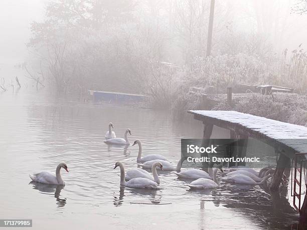 Зима И Swans — стоковые фотографии и другие картинки Зима - Зима, Лебедь, Птица