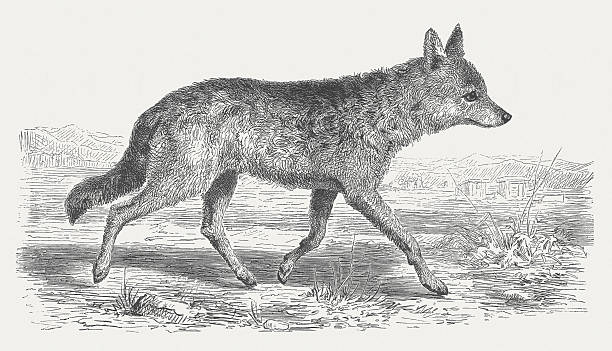 мех азиатского шакал (золотой шакал, canis aureus), 1875 - michele canini stock illustrations