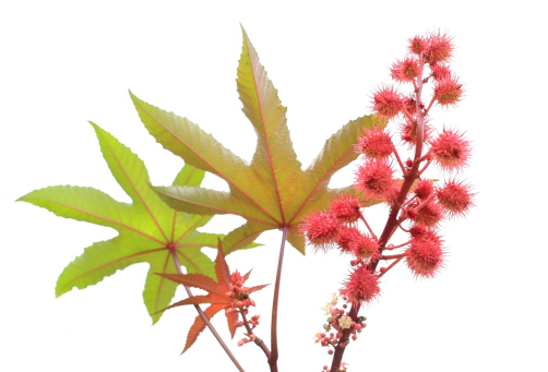Castor oil plant - lat. ricinus communis - beans and leaf -  isolated on whitethe focus is on the red beans