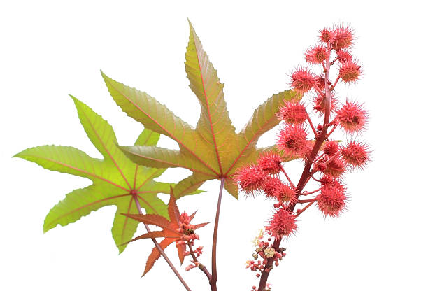 Castor oil plant or ricinus communis isolated on white Castor oil plant - lat. ricinus communis - beans and leaf -  isolated on whitethe focus is on the red beans castor oil stock pictures, royalty-free photos & images