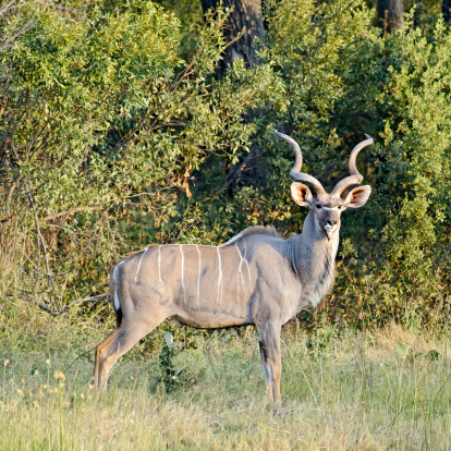 Greater kudu male ( Tragelapsus strepsiceros) in the Okavango Delta in Botswana.