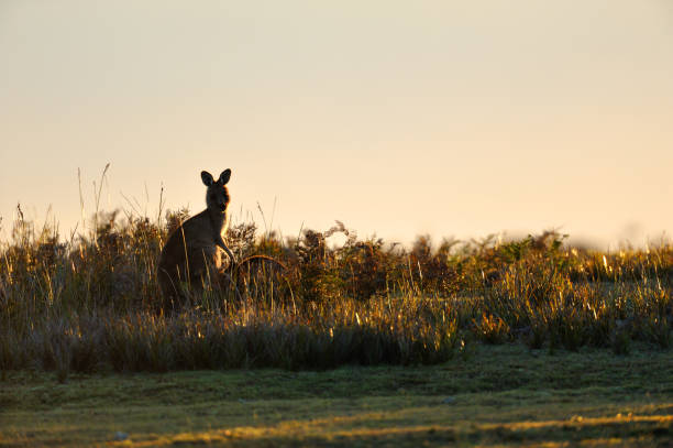 istock Wallaby in the morning 171380549