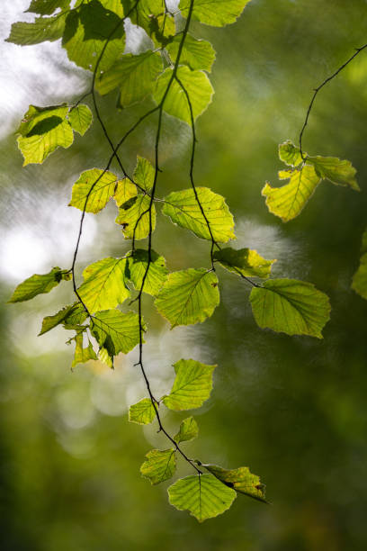 istock Green leaves on a tree in the forest with bokeh background. Selective focus. 1713806145