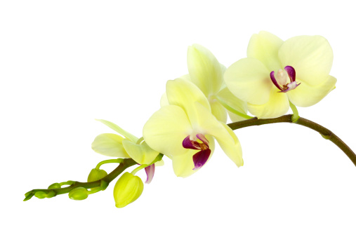 Yellow Green Orchid on White Background, Close-up.