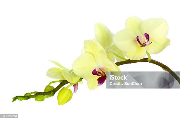 Желтый Зеленый Орхидея — стоковые фотографии и другие картинки Орхидея - Орхидея, Зелёный цвет, Жёлтый