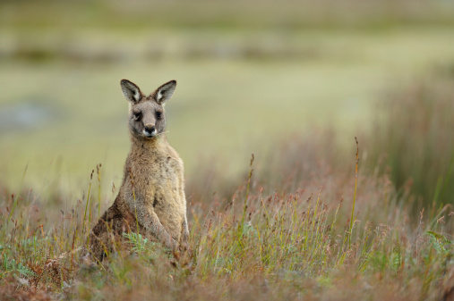 Kangaroo, Tasmania Australia,