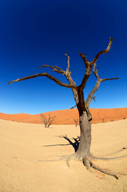 istock Beautiful scenery in the desert 171380873