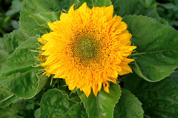 テディベアーサンフラワー - dewy sunflower ストックフォトと画像
