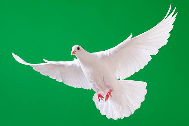 istock White dove with outstretched wings isolated on chroma green 171381100