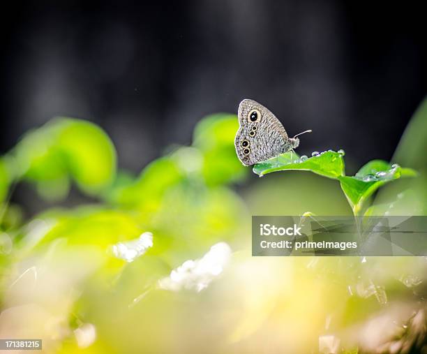 Foto de Borboleta Descansando Em Uma Flor e mais fotos de stock de Acordo - Acordo, Amarelo, Animal