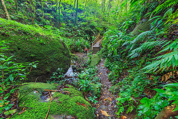 istock Vermont Nature Trail, St. Vincent 171381410