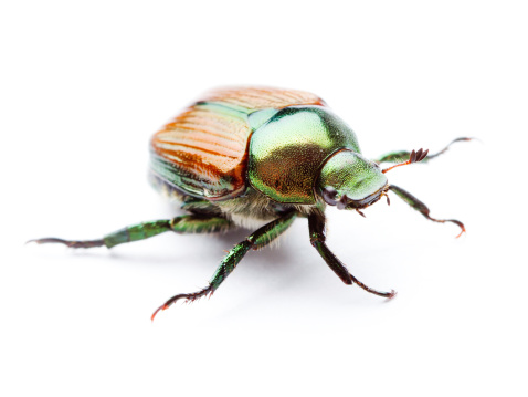 Subject: Frontal macro close-up view of a Japanese Beetle isolated on white background.