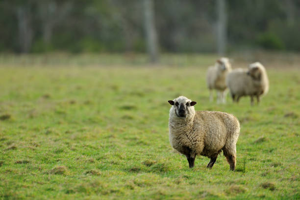 istock Tasmanian farm landscape 171381669