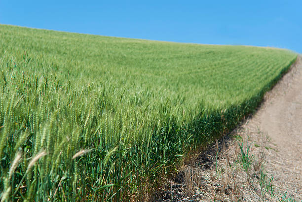 Field of Wheat stock photo