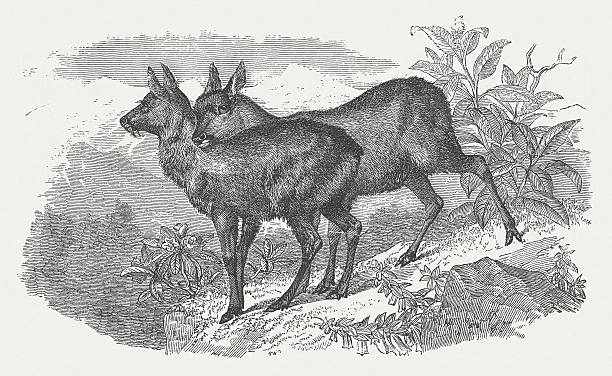 Musk deers (Moschus moschiferus), wood engraving, published in 1875 Musk deers (Moschus moschiferus). Woodcut engraving after a drawing by J.F. Zimmermann (German painter, 19th century), published in 1875. moschus stock illustrations