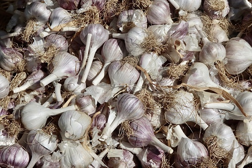 A bunch of fresh garlic for sale at farmer's market