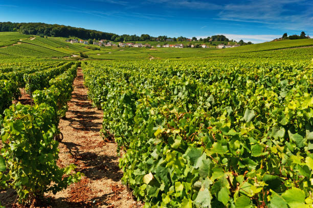 istock Vineyards and Cramant in France 171382139