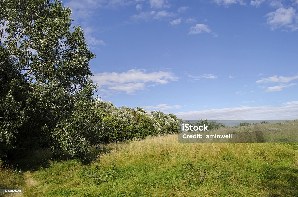 Campo erboso idilliaco paesaggio, alberi e cielo - Foto stock royalty-free di Alberato