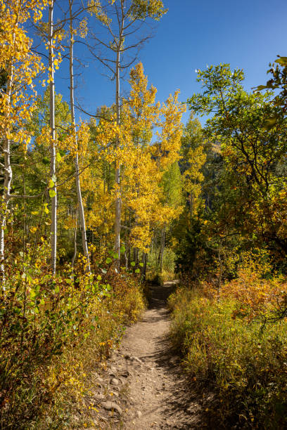 istock Fall Foliage around Steamboat Springs Colorado 1713830181
