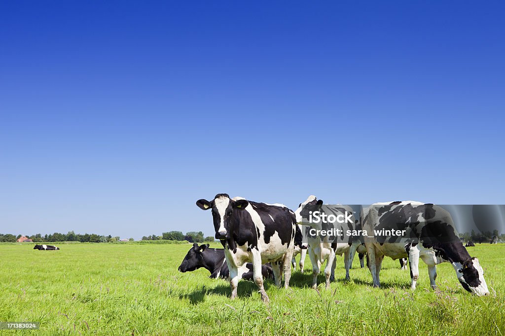 Las vacas en un nuevo campo de césped en un día claro - Foto de stock de Ganado domesticado libre de derechos