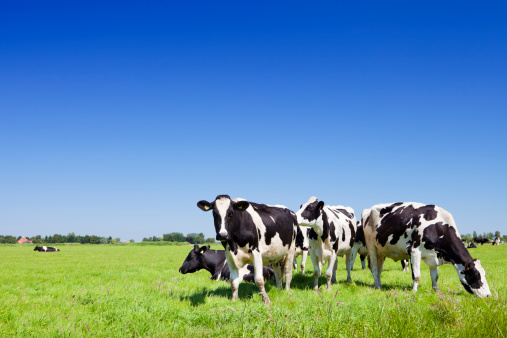 Cows in a field under a clear blue sky.