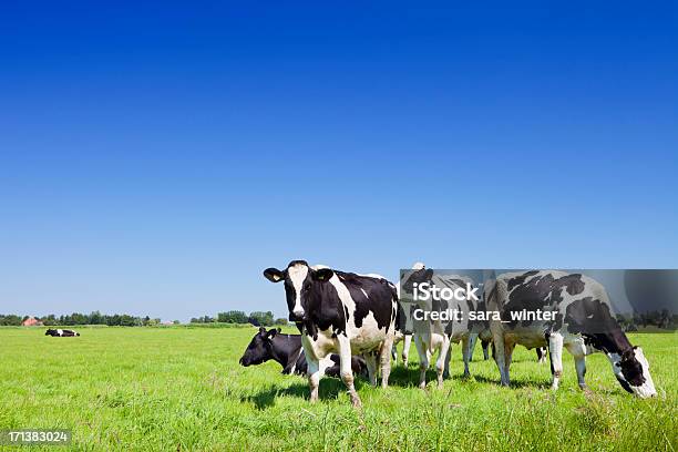 Cows In A Fresh Grassy Field On A Clear Day Stock Photo - Download Image Now - Domestic Cattle, Cow, Pasture