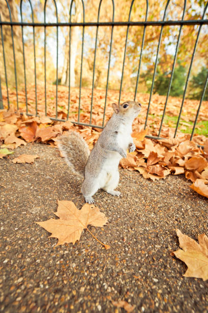 istock Squirrel In London Park During Autumn 171383408