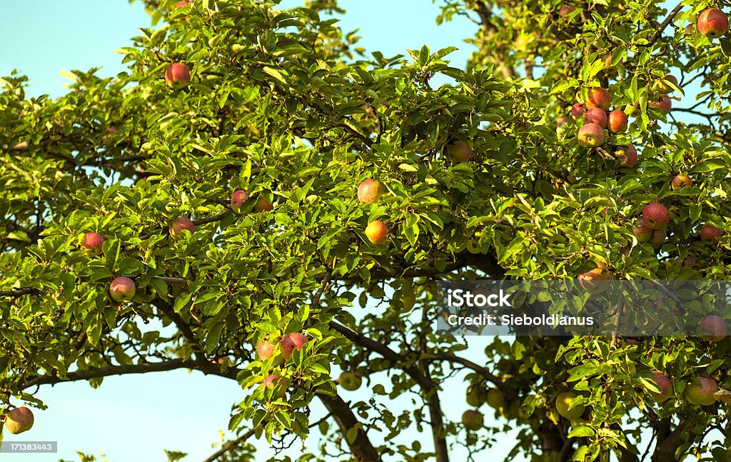 Red Apples on Apple Tree (Malus domestica) in late summer. Red Apples on Apple Tree (Malus domestica) in late summer.related: Apple - Fruit Stock Photo