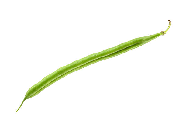 Green bean Green bean isolated on white green bean stock pictures, royalty-free photos & images