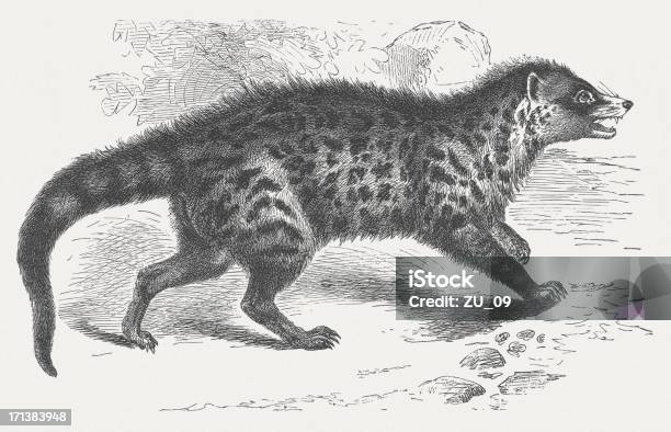 Африканский Civet — стоковая векторная графика и другие изображения на тему Африка - Африка, Без людей, Горизонтальный