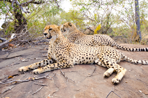 Cheetah laying down in the grass, Masai Mara, Kenya