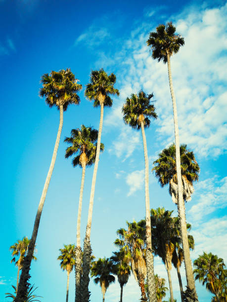 istock Palm tree at sunset on Beverly Hills, California - USA 171384324