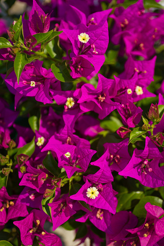 Background of purple bougainvillea flowers.