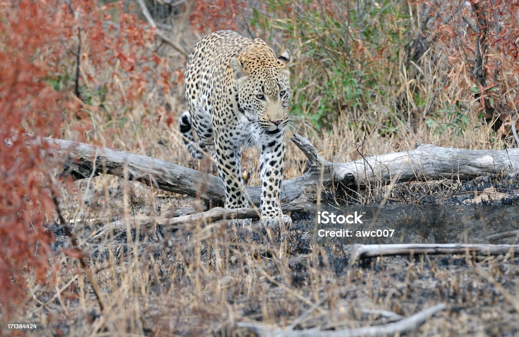 Leopard caminando a través de la madera - Foto de stock de Animal libre de derechos