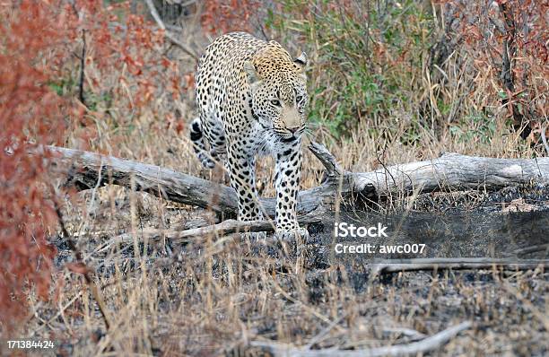 Leopard Caminando A Través De La Madera Foto de stock y más banco de imágenes de Animal - Animal, Animales de Safari, Animales salvajes