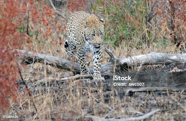 Leopardo Caminhada Através Da Floresta - Fotografias de stock e mais imagens de Animal - Animal, Animal de Safari, Animal selvagem